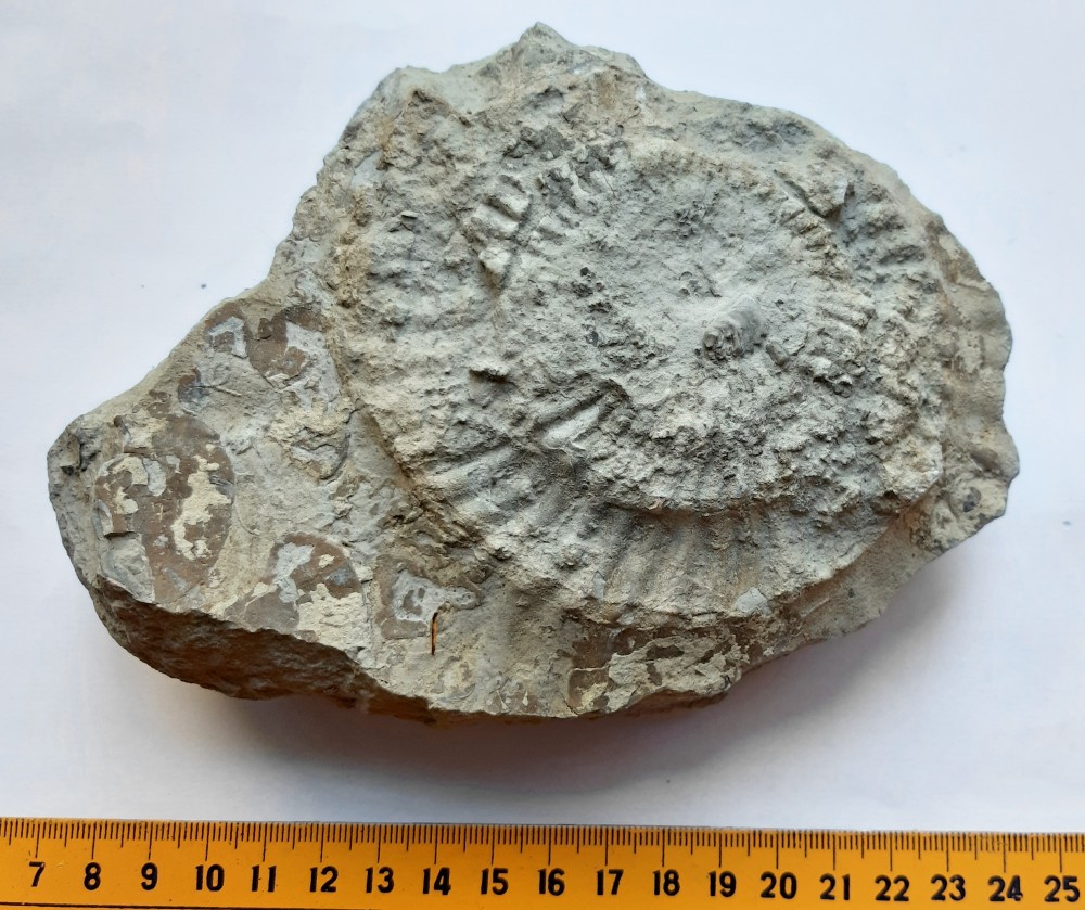ammonite.thumb.jpg.c55f7570b03a41d8b39312e05ba7ef39.jpg