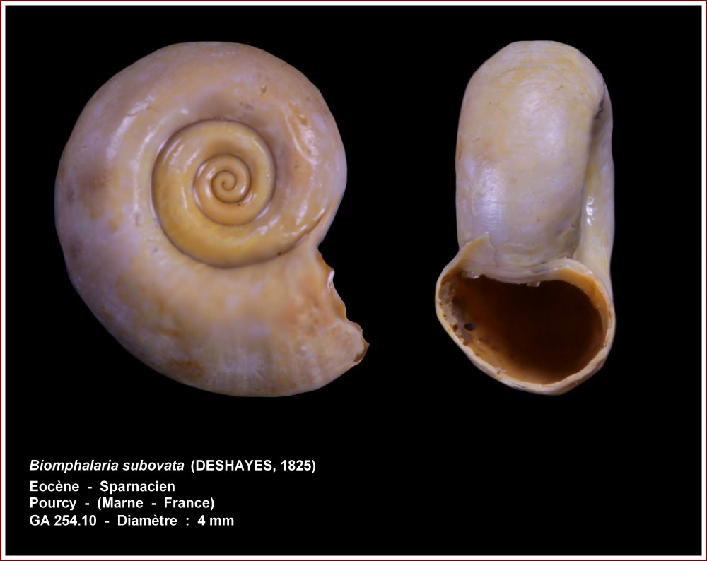 biomphalaria_subovata_pourcy.jpg