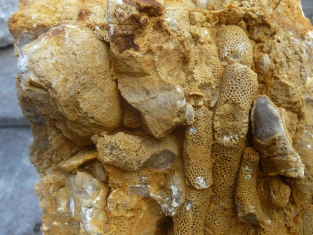 Fossiles  05-09-2021 (4).JPG