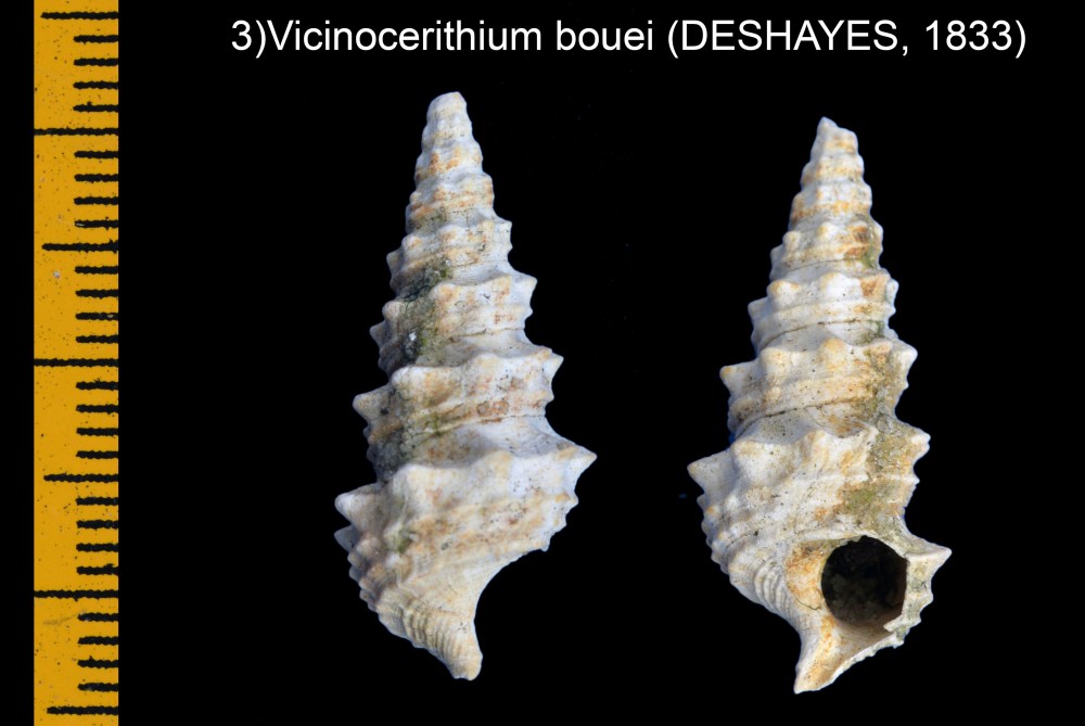 1039452392_Vicinocerithiumbouei(DESHAYES1833).thumb.jpg.e75d20a4bf2dcfd9bf4fd0481051a0c8.jpg
