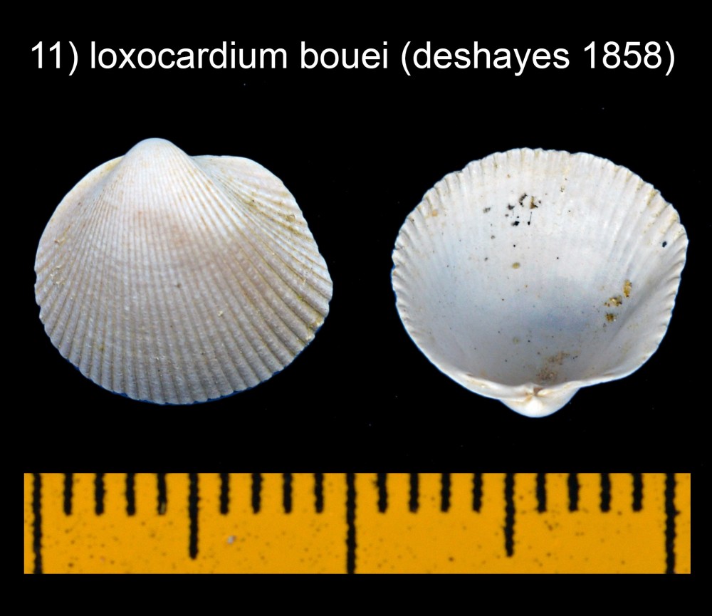 1167484492_loxocardiumbouei(deshayes1858).thumb.jpg.bfa28e385c63c494f4d5bcf2c8feec11.jpg