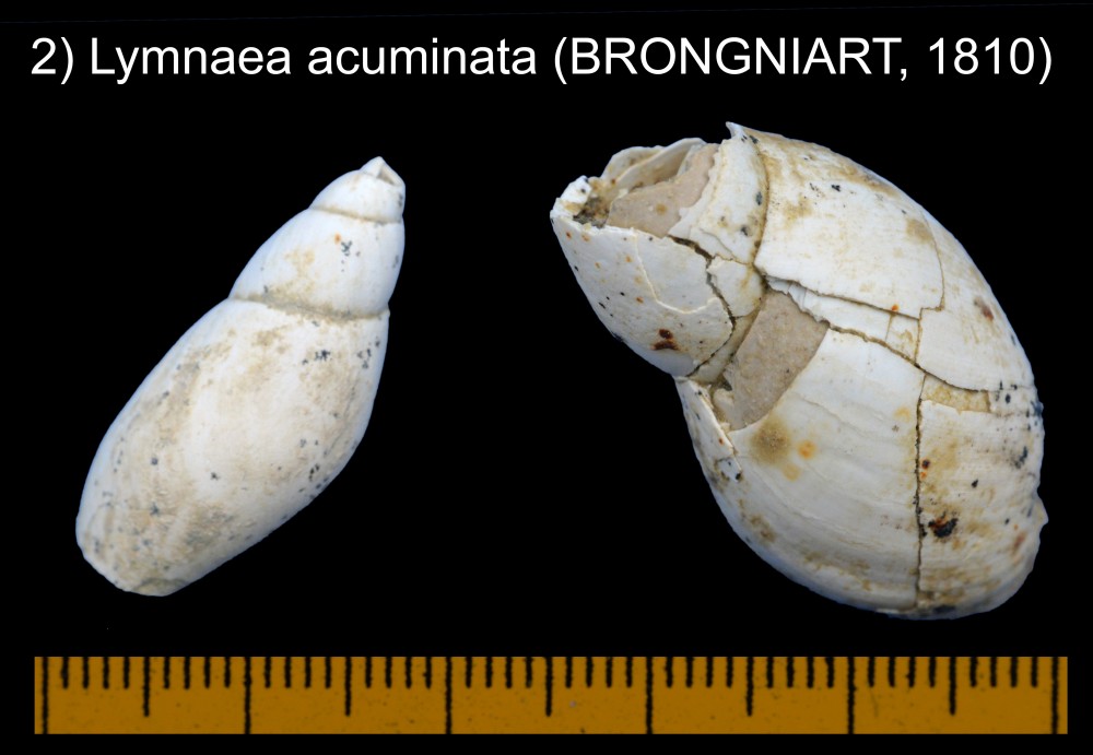 1245975711_Lymnaeaacuminata(BRONGNIART1810).thumb.jpg.1f3f21ad1cd3c44bb95649e7c09a8d39.jpg