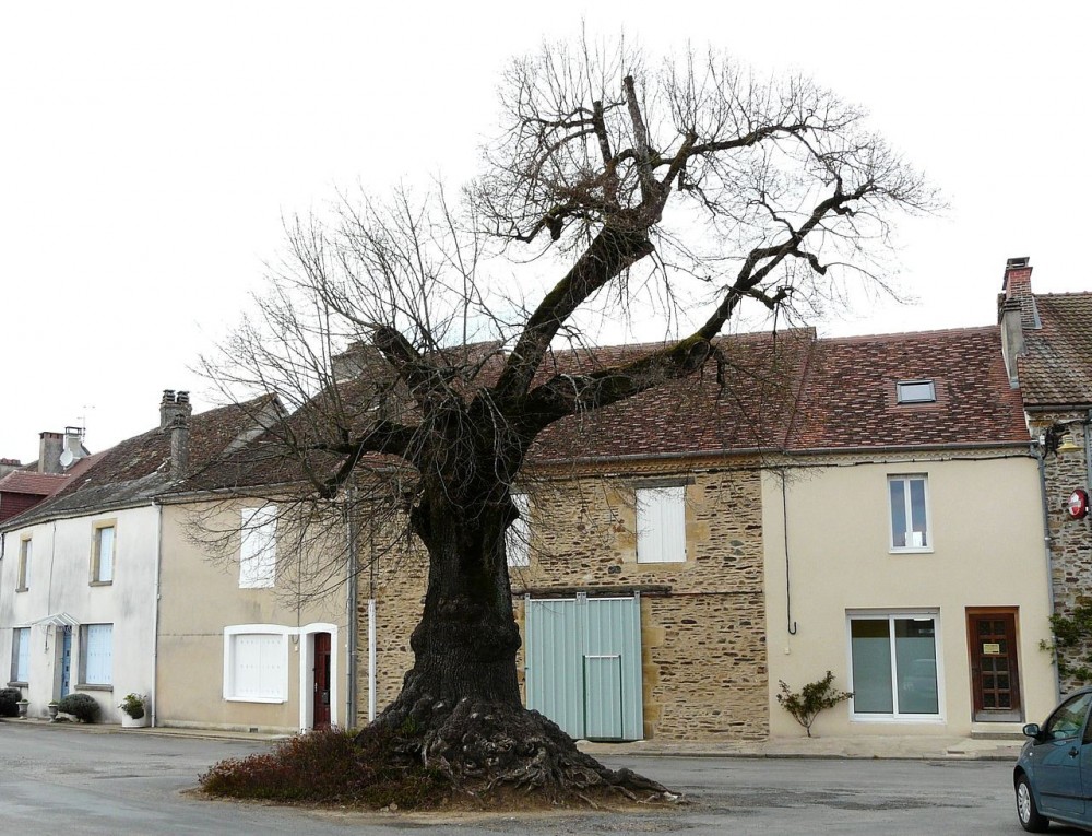 1280px-Angoisse_arbre.JPG