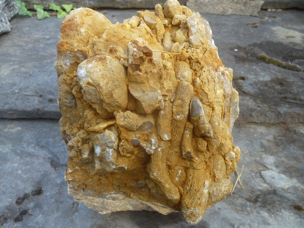 Fossiles  05-09-2021 (2).JPG