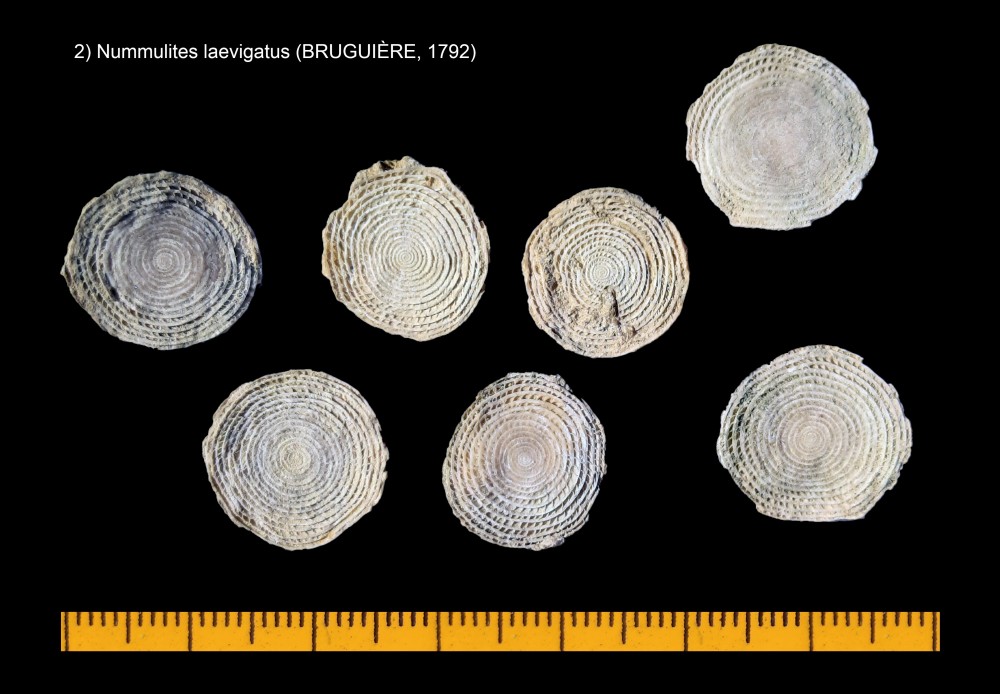 1405728299_Nummuliteslaevigatus(BRUGUIRE1792).thumb.jpg.17dc8fc8a199e718dd11f55c6608ba17.jpg