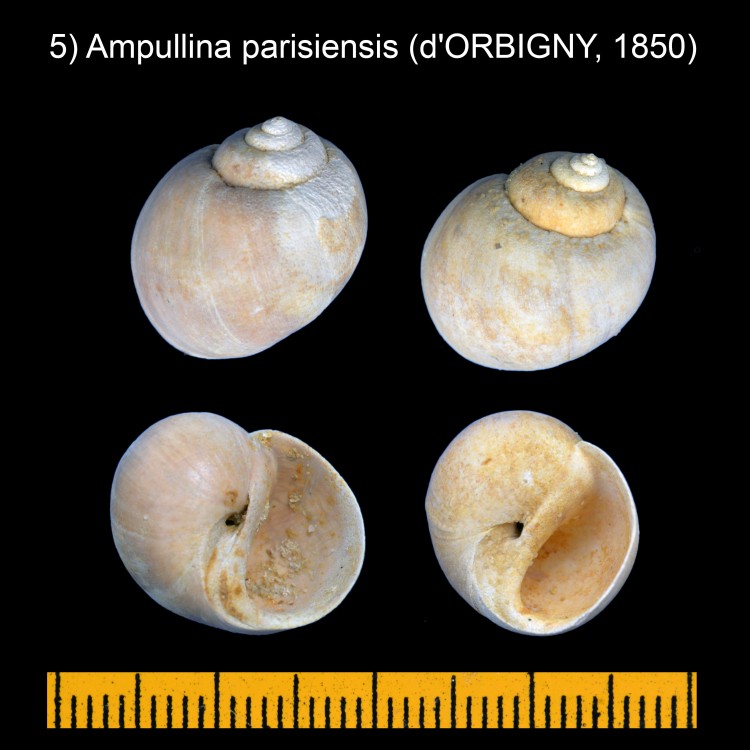 152173731_Ampullinaparisiensis(dORBIGNY1850).thumb.jpg.1da9bfae286b99482e5e804fe8277e9f.jpg