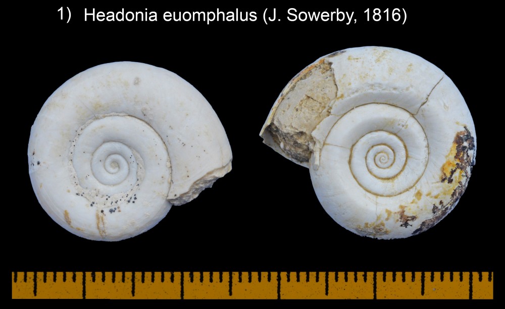 1568555961_Headoniaeuomphalus(J.Sowerby1816).thumb.jpg.a85b141c05dd3bf211713e81978aa658.jpg