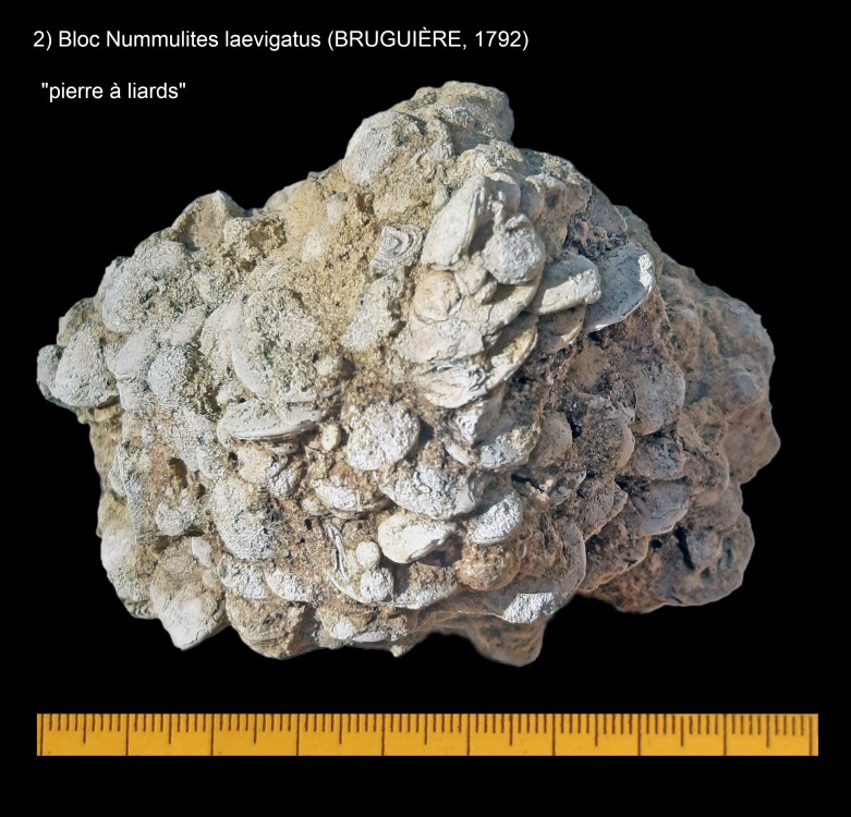 1761708814_BLOCNummuliteslaevigatus(BRUGUIRE1792).thumb.jpg.d93c3bfd13743170b3198975641498ae.jpg