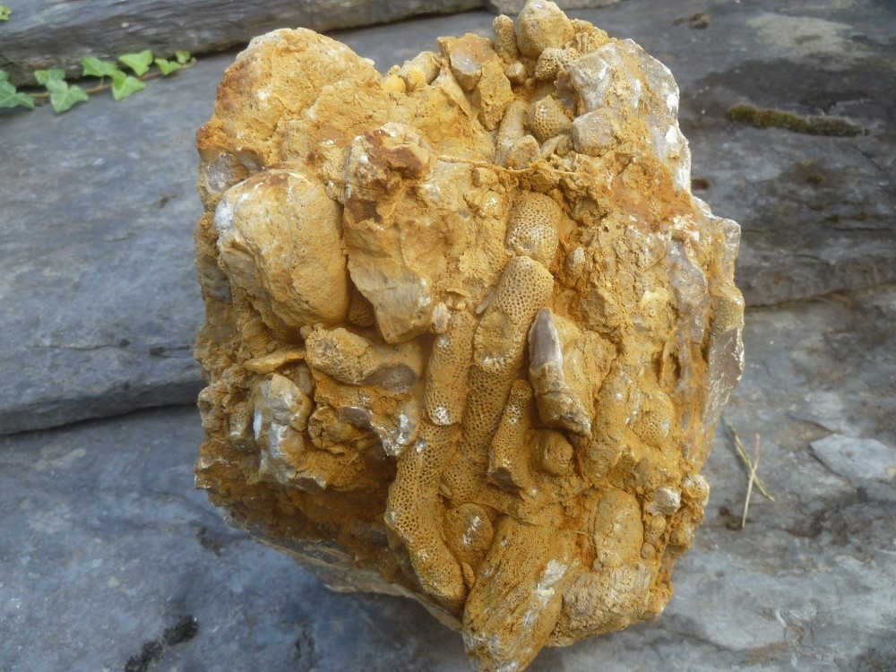 Fossiles  05-09-2021 (6).JPG