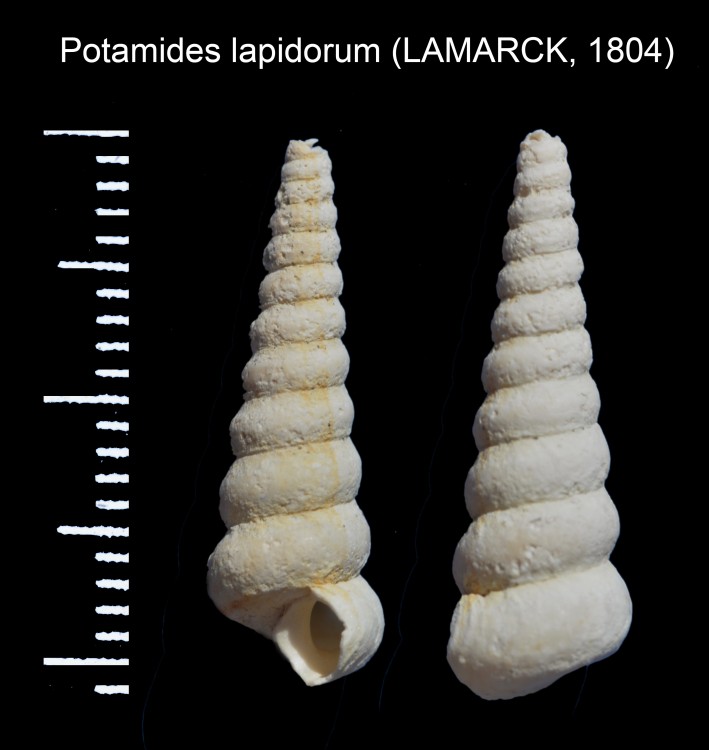 1982503367_Potamideslapidorum(LAMARCK1804).thumb.jpg.b0d58529f3abe822827bfae127476eb4.jpg