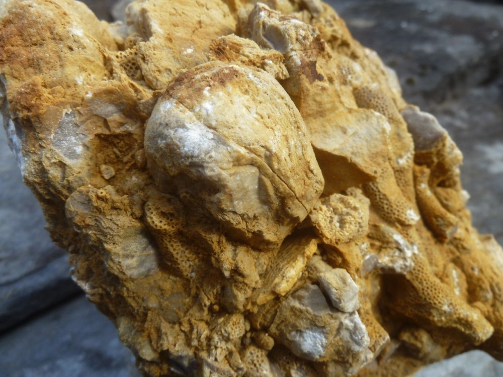 Fossiles  05-09-2021 (5).JPG