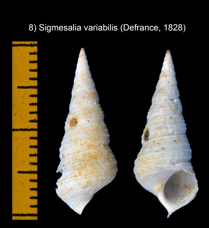 2119552473_Sigmesaliavariabilis(Defrance1828).thumb.jpg.ebdccea2df9672505da036beacc472a1.jpg