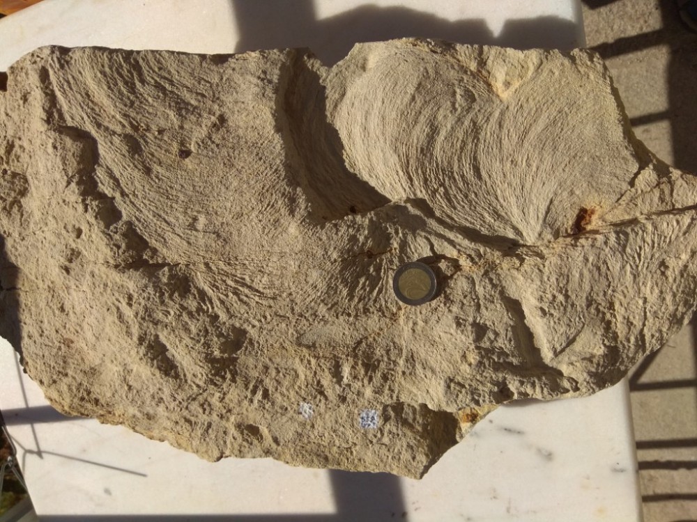 555 IMG_20210911_113733-1024px.jpg