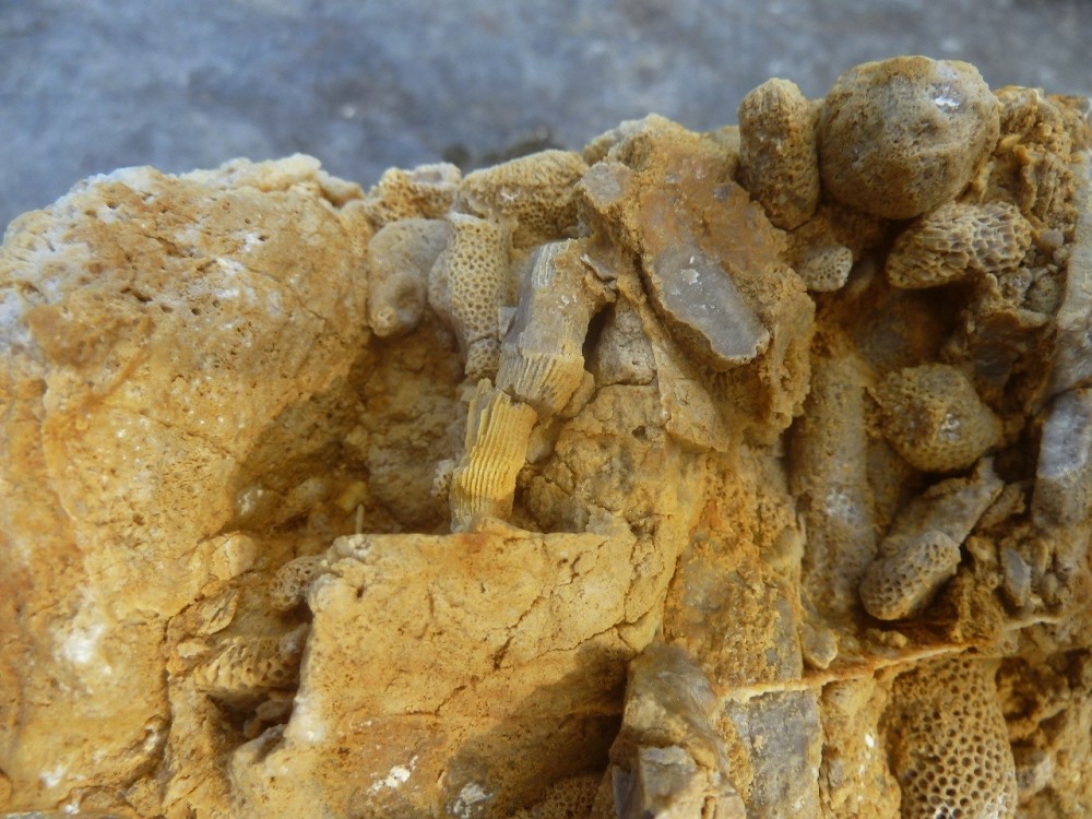 Fossiles  05-09-2021 (3).JPG