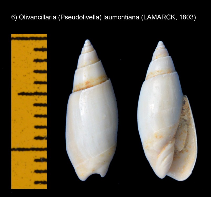355779497_Olivancillaria(Pseudolivella)laumontiana(LAMARCK1803).thumb.jpg.d1440339404f93595d4ca5853c6f2196.jpg