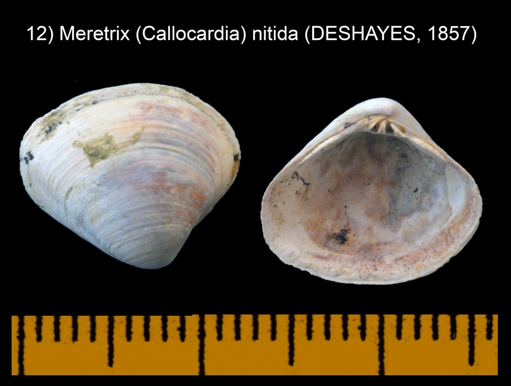 44581252_Meretrix(Callocardia)nitida(DESHAYES1857).thumb.jpg.5b64f455947a51ef45c6c79c071eabe3.jpg