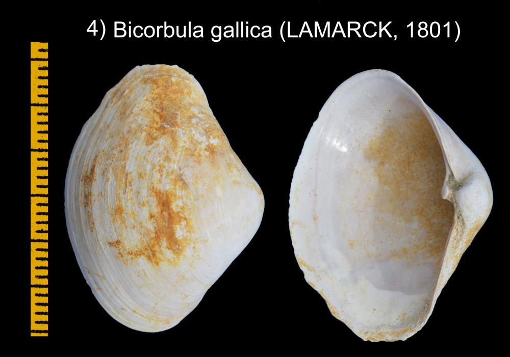 597122640_Bicorbulagallica(LAMARCK1801).thumb.jpg.c44a5845421342a0f039f4e8f2cb9783.jpg