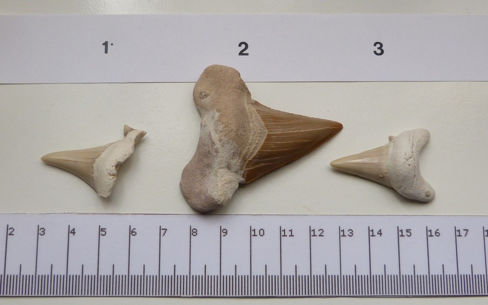 Dents de Requins.JPG