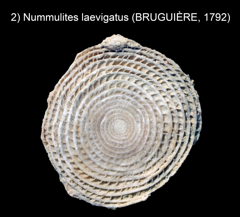 913142873_Nummuliteslaevigatus(BRUGUIRE1792)TER.thumb.jpg.95a591fad269043ddc01cfd04873fa48.jpg