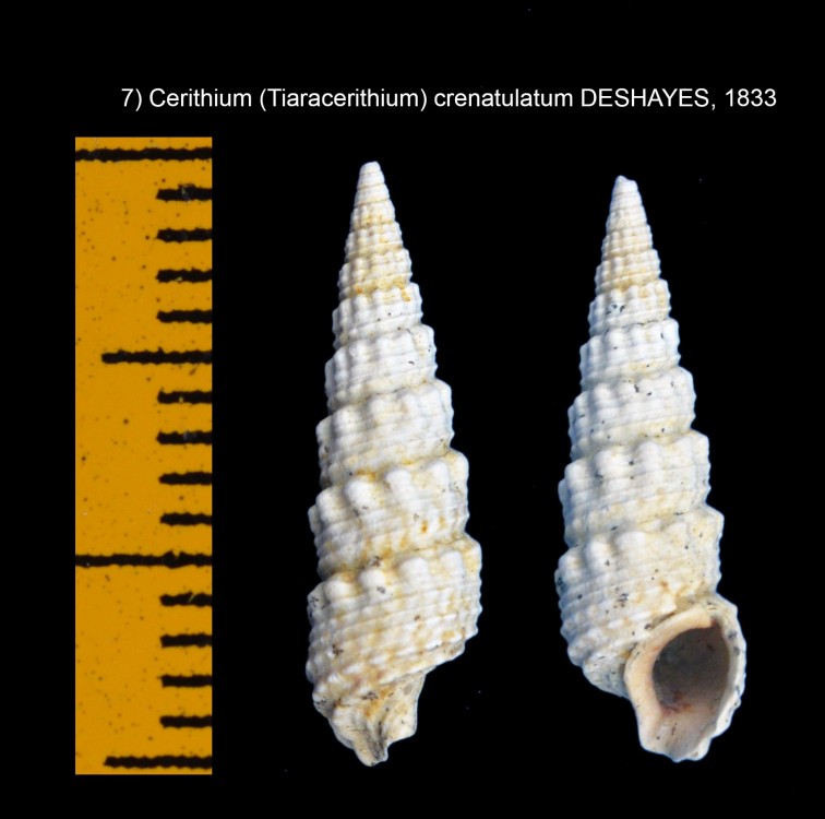 917774605_Cerithium(Tiaracerithium)crenatulatumDESHAYES1833.thumb.jpg.8eff523e845a6ac31bea9a0bed0eb811.jpg