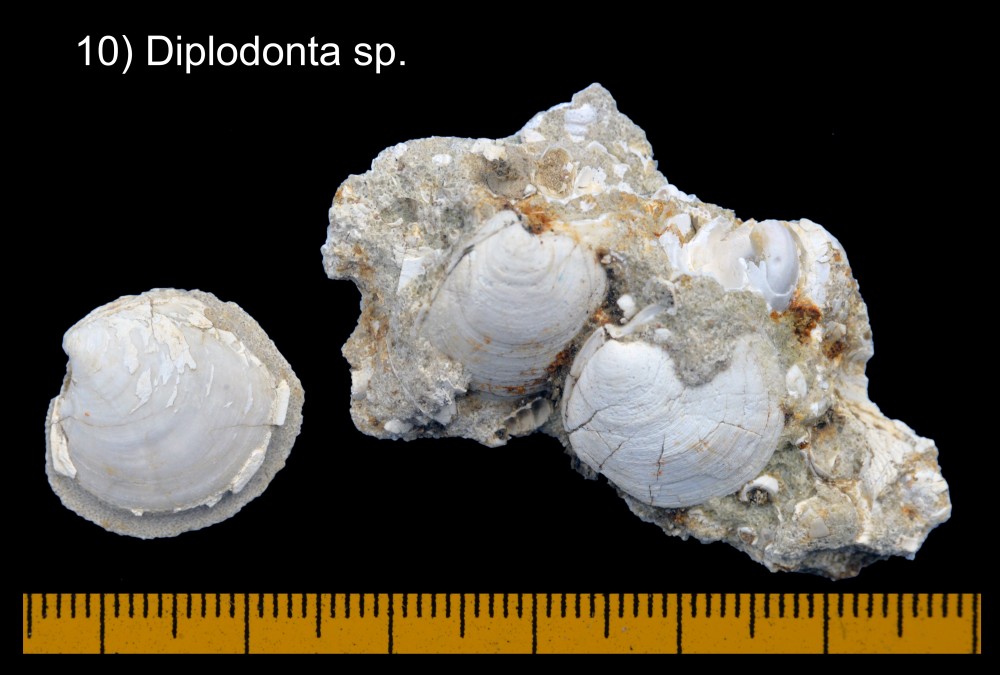 Diplodonta.thumb.jpg.a375b6f597ba9dc0520929b80bd4cdd7.jpg