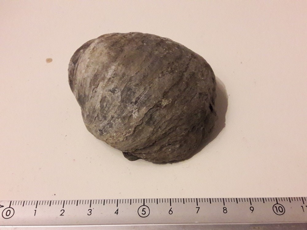 bivalve1.thumb.jpg.e46adba68b3b37343b885dcd38f49a56.jpg