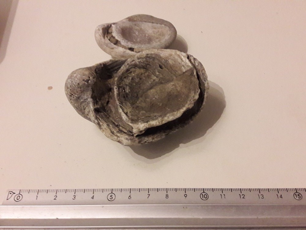 bivalve2.thumb.jpg.4ef113c9f0883ba1590607c9227f9344.jpg