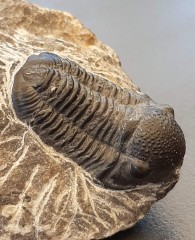 Trilobite Phacops, Maroc
