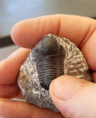 Trilobite Phacops, Maroc