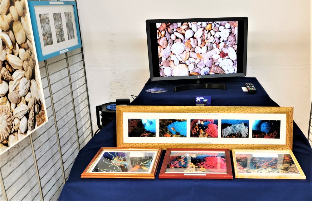 19 - foraminiferes sables de plongee.jpg