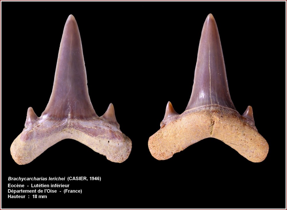 brachycarcharias_noailles (8).jpg