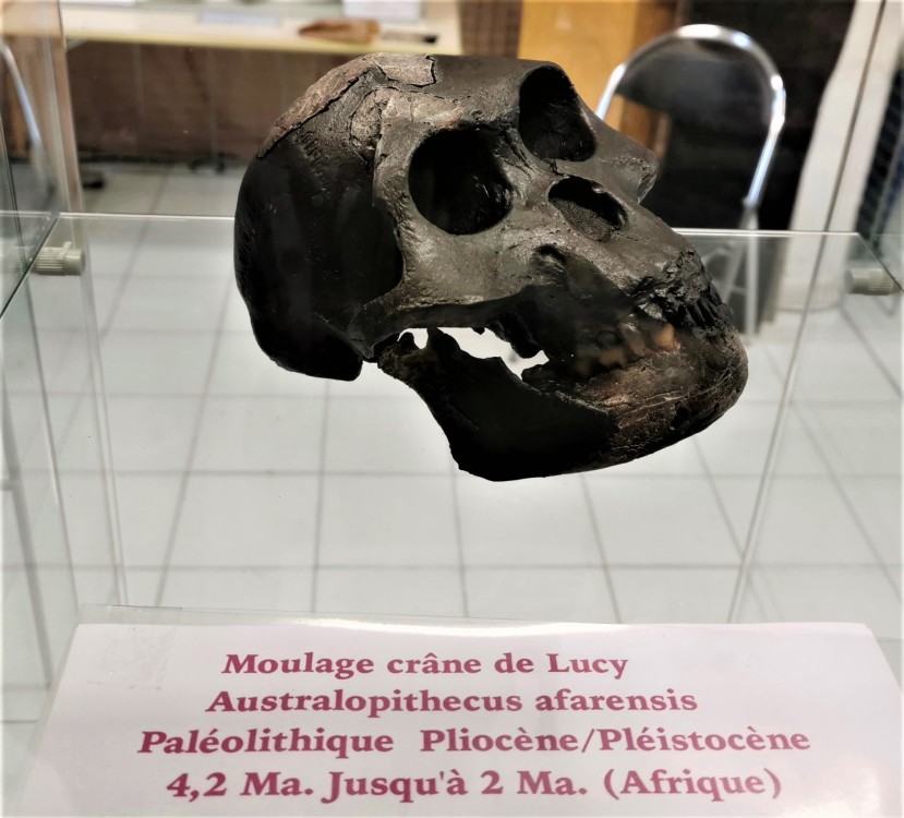 4 - moulage crane de Lucy.jpg