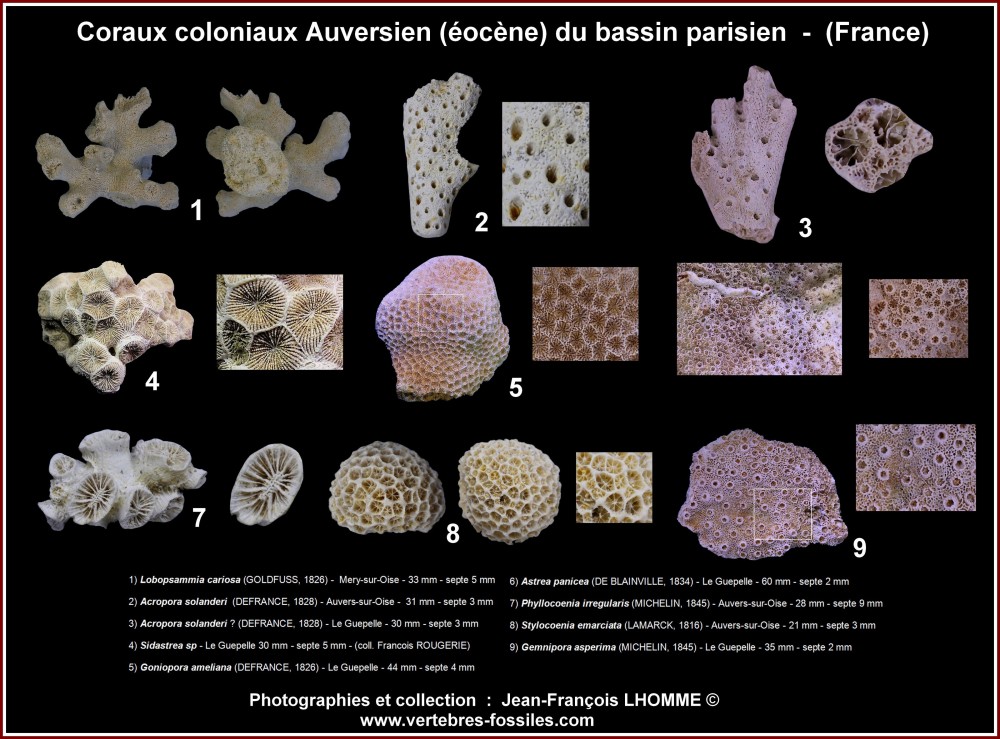 pl_coraux_coloniaux_bartonien_bp_geof.jpg