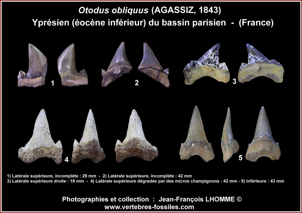 pl_otodus_obliquus_ypresien_hd.jpg