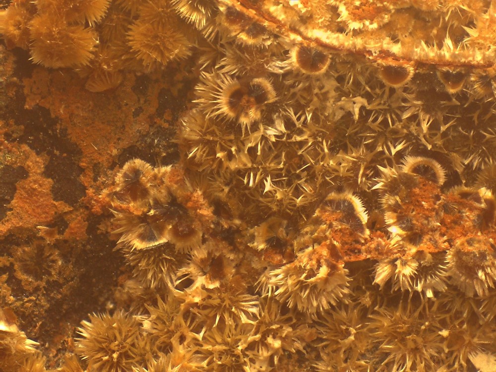 Fumade cacox 44x33 s7.jpg