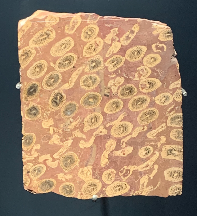 Capture d’écran 2021-11-11 à 20.14.19.png