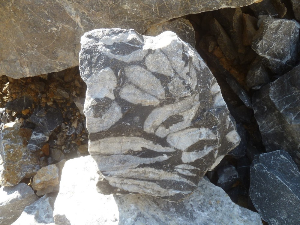 Curiosité 05-09-2021 (16) - .JPG