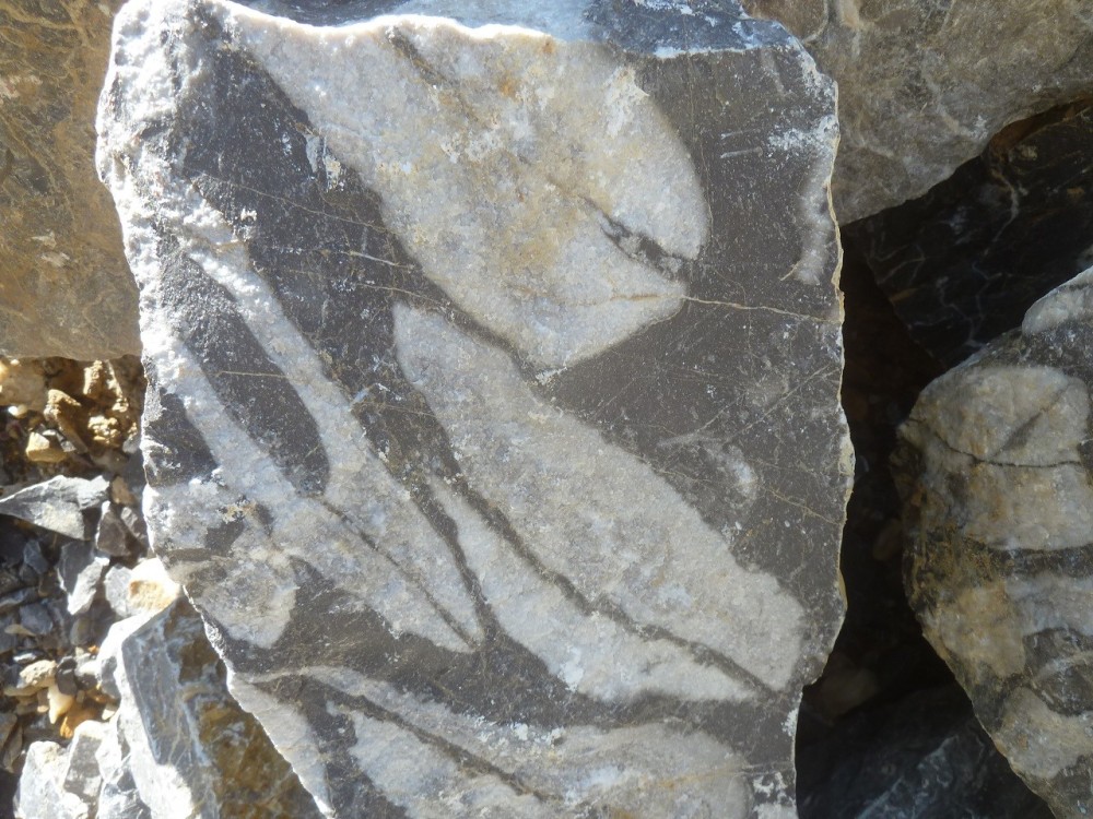 Curiosité 05-09-2021 (21) - .JPG