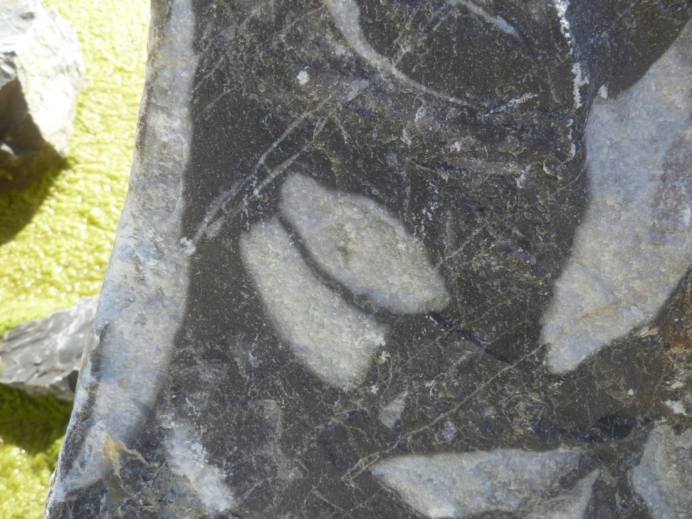 Curiosité 05-09-2021 (19) - .JPG