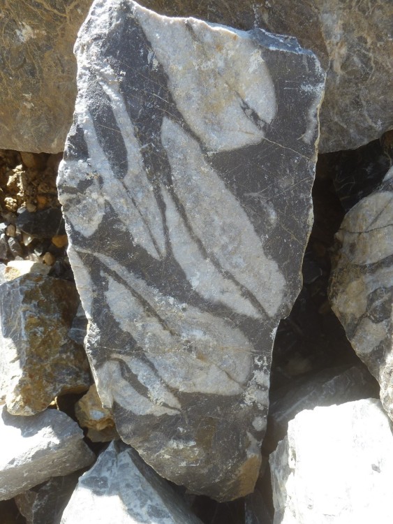 Curiosité 05-09-2021 (17) - .JPG