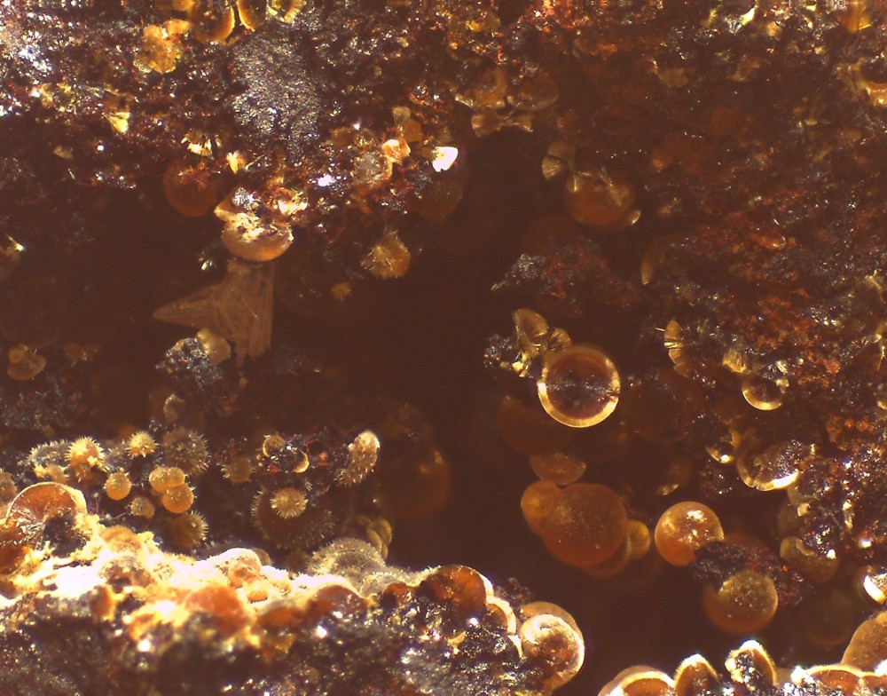 Fumade goet-cacox 44x33 s11.jpg