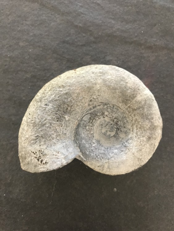 Ammonite 1.jpg