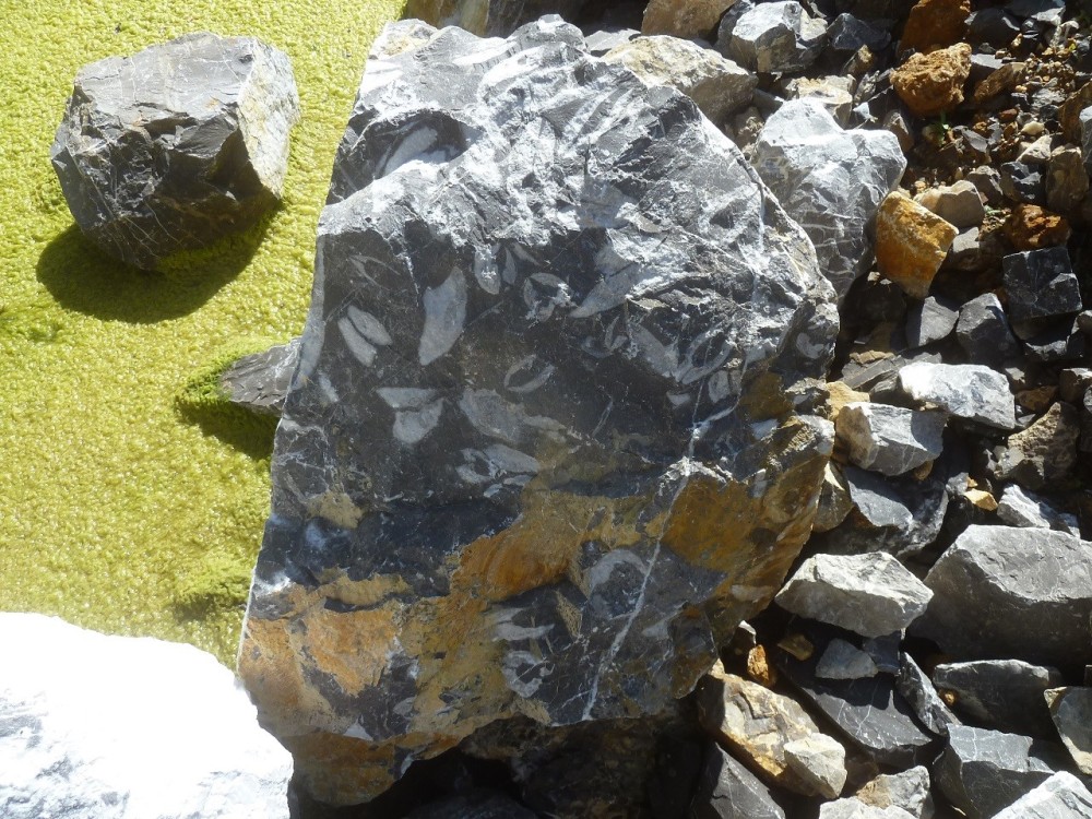 Curiosité 05-09-2021 (18) - .JPG