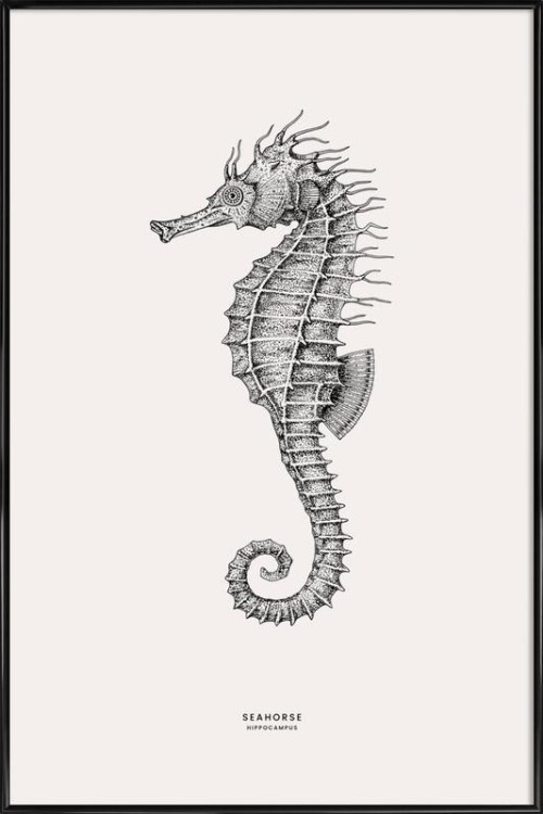Seahorse-Flora--Fauna-Affiche-avec-cadre-standard.jpeg