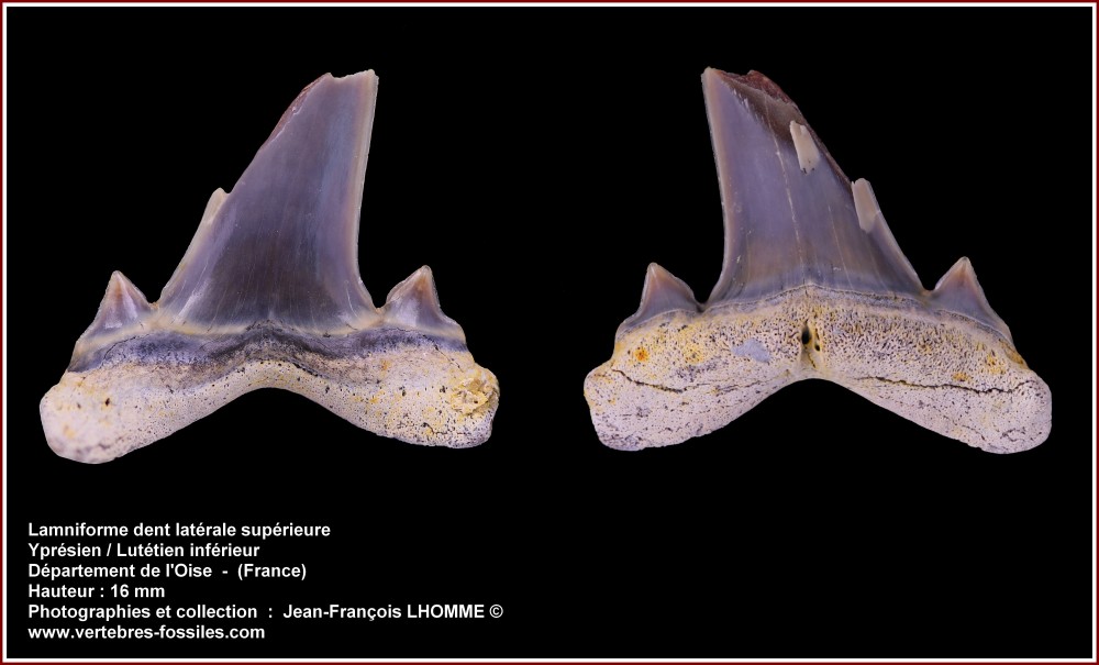 pl_lamniforme_inconnu1.jpg