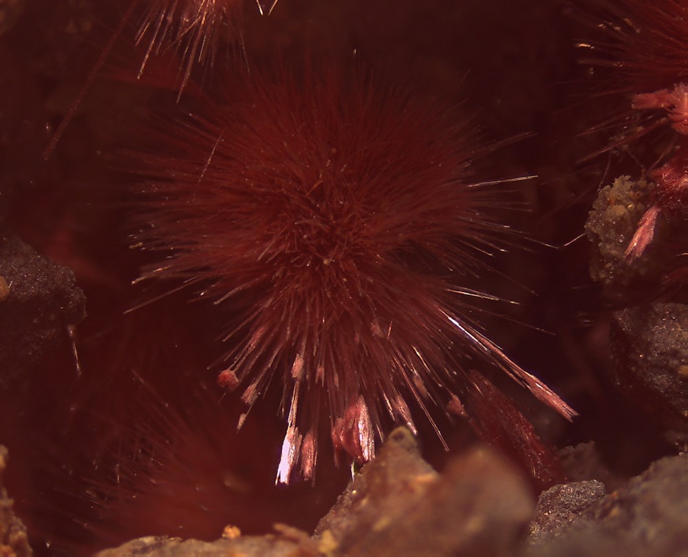 Maroc eryth 107x81 s40.jpg