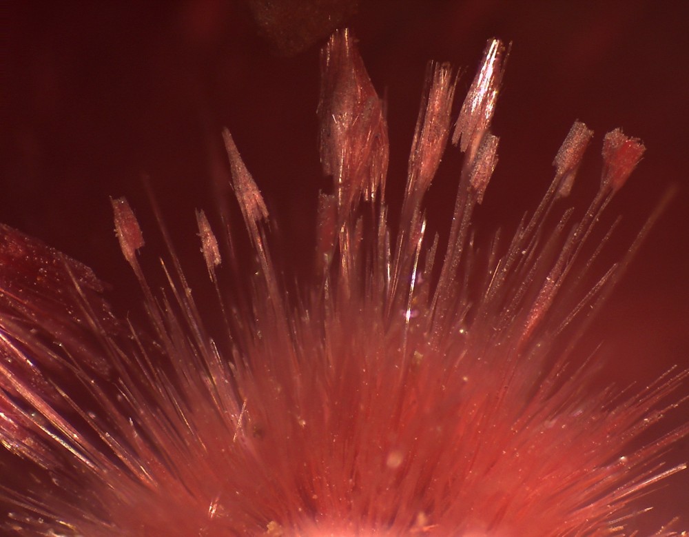 Maroc eryth 54x41 s25.jpg