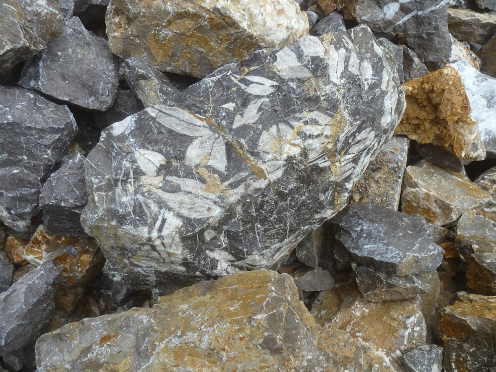 Curiosité (25) .JPG