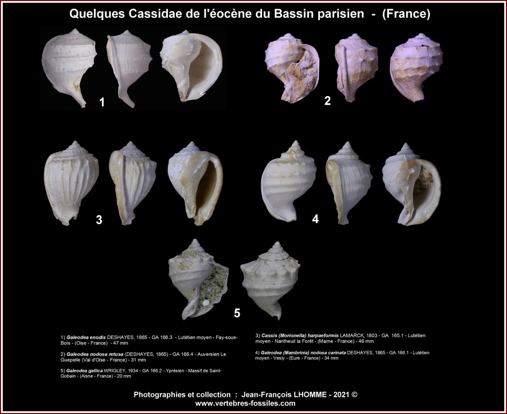 pl_cassis_eocene_bp2.jpg