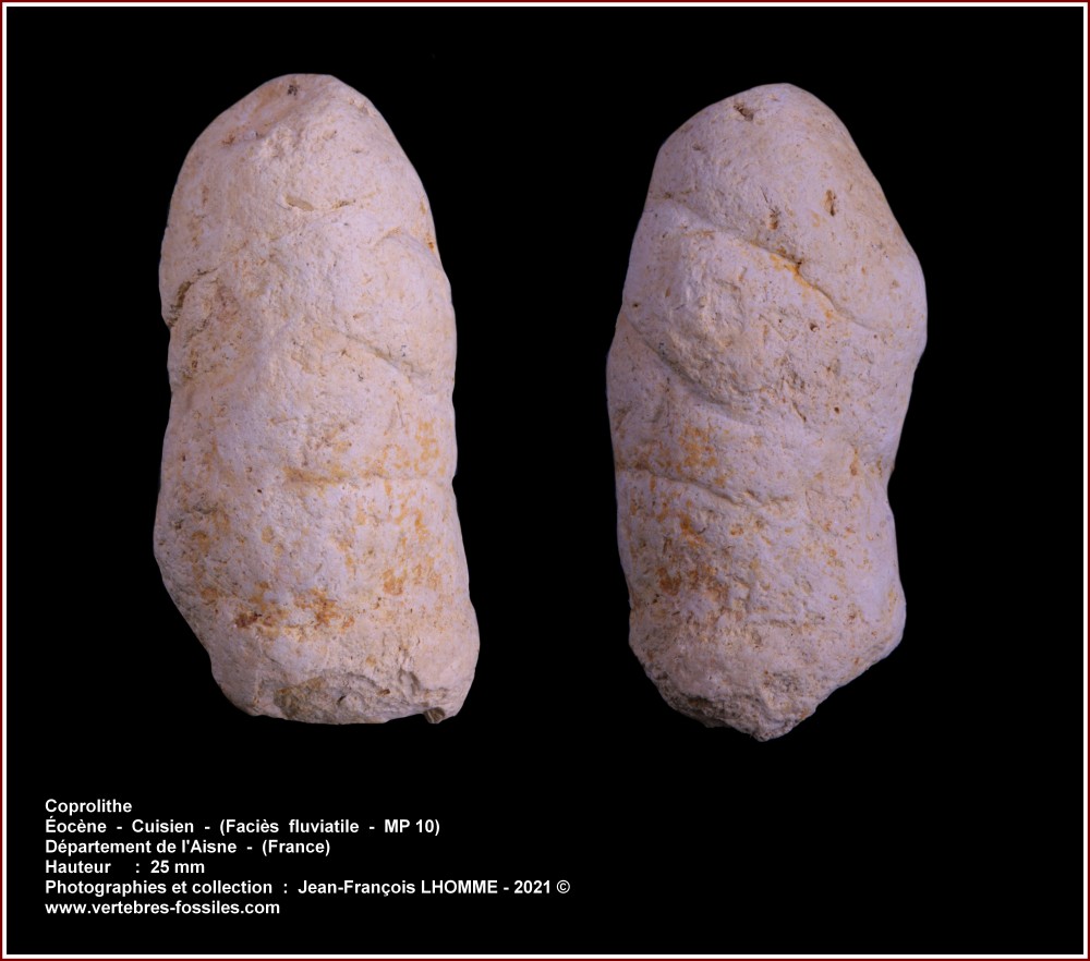 pl_coprolithes_cuisien_aisne1.jpg